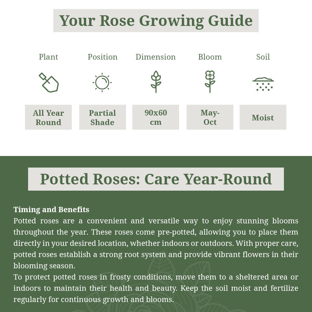 Rosa 'Special Anniversary'