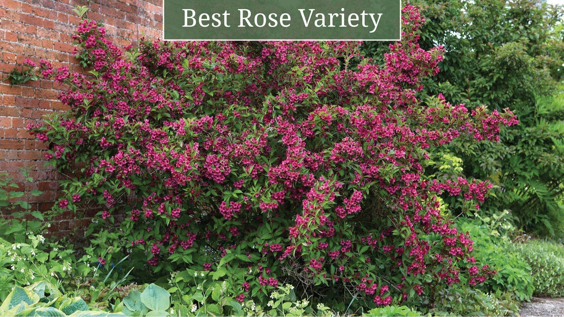 How to Choose the Best Rose Variety for Your Garden