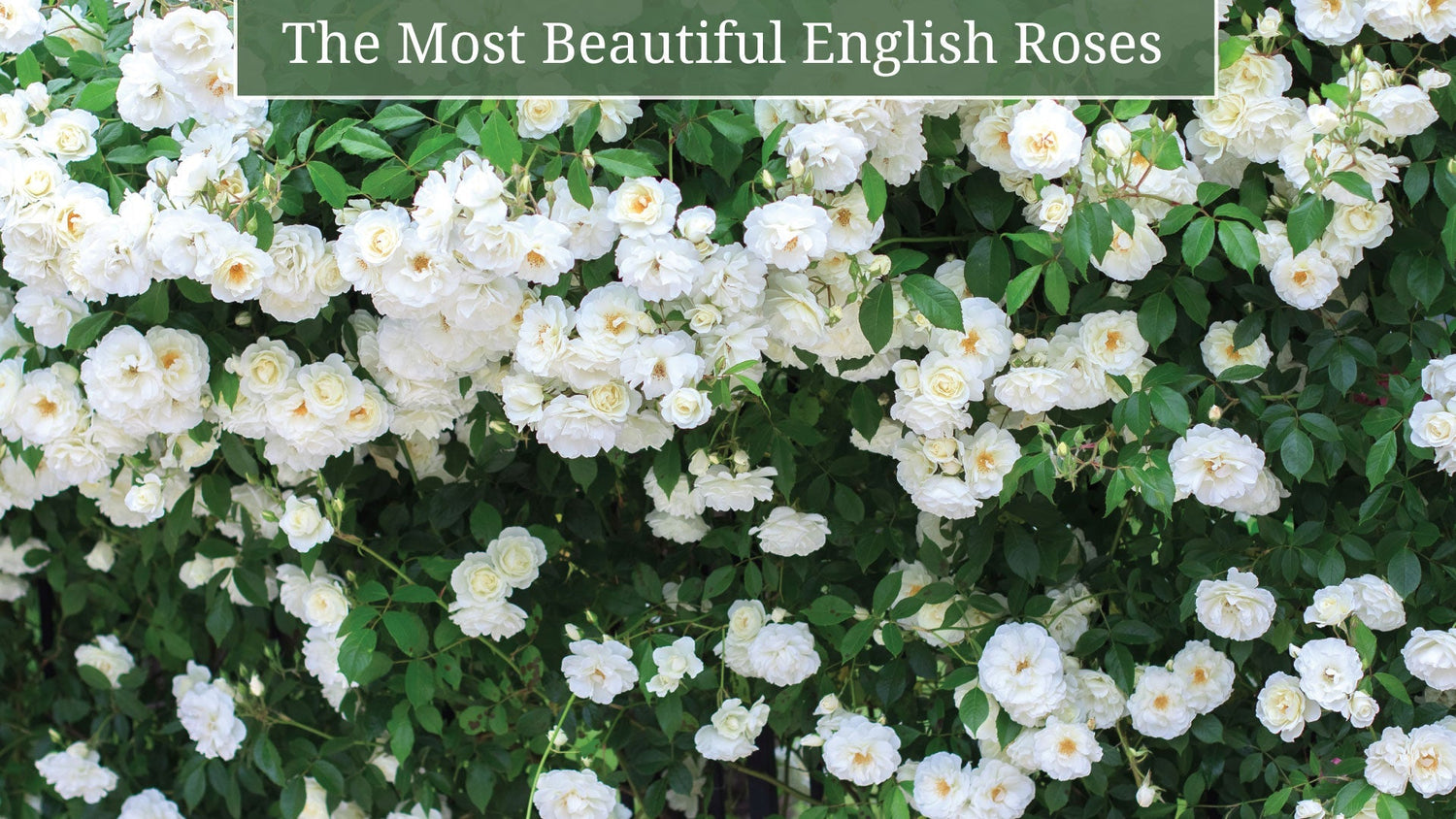 Enchant Your Cottage Garden with the Most Beautiful English Roses ...