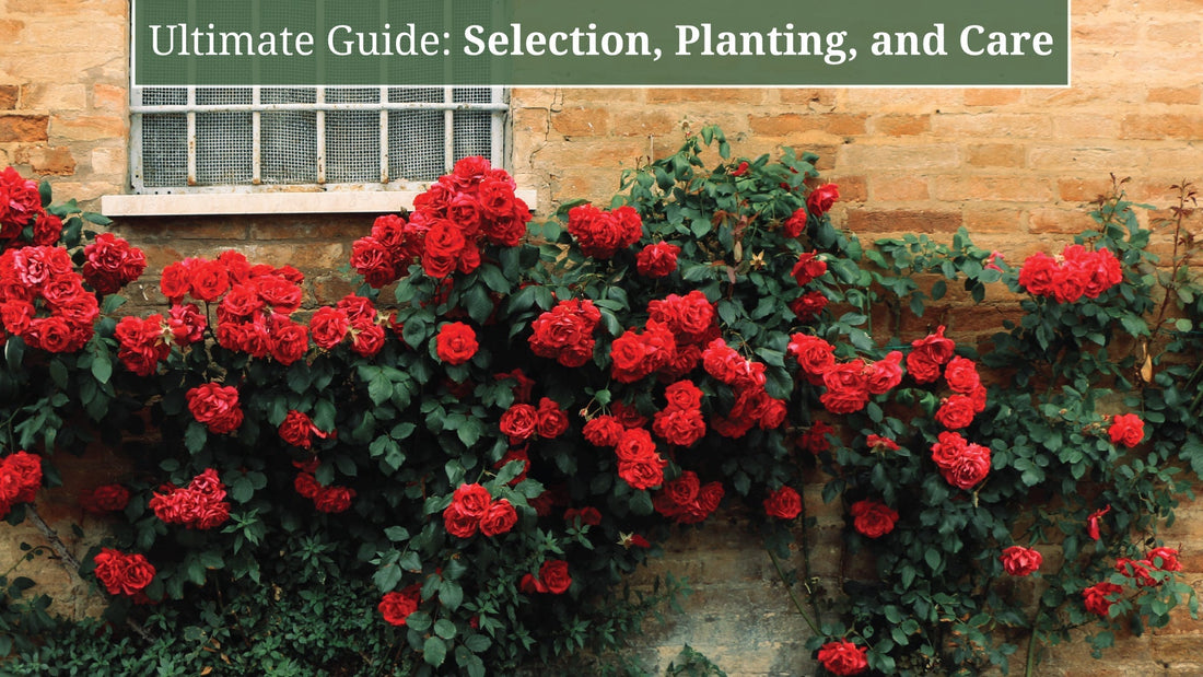 Planting Climbing Roses: Expert Tips for Stunning Garden Beauty