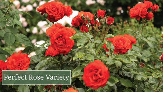 How to Choose the Perfect Rose Variety for Your Garden.