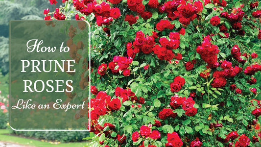 Prune Like an Expert to Achieve Healthier, More Vibrant Rose Blooms