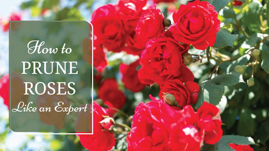 Prune Like an Expert to Achieve Healthier, More Vibrant Rose Blooms