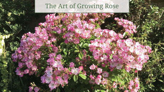 The Art of Growing a Stunning Rose Garden: From Soil to Splendor