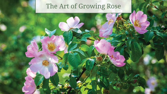 The Art of Growing a Stunning Rose Garden: From Soil to Splendor