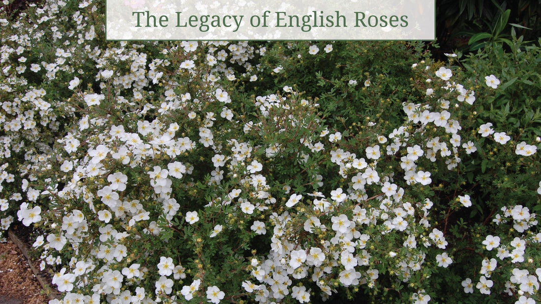 The Legacy of English Roses: History, Symbolism, and Enduring Beauty