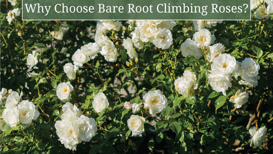 Why Bare Root Climbing Roses Are the Best Choice for Your Garden