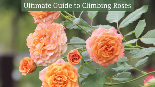 The Ultimate Guide to Bare Root Climbing Roses