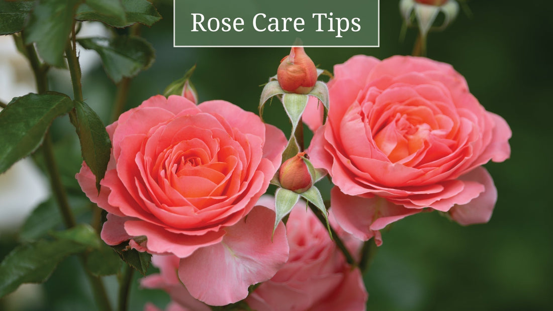 Essential Rose Care Tips for a Flourishing Garden