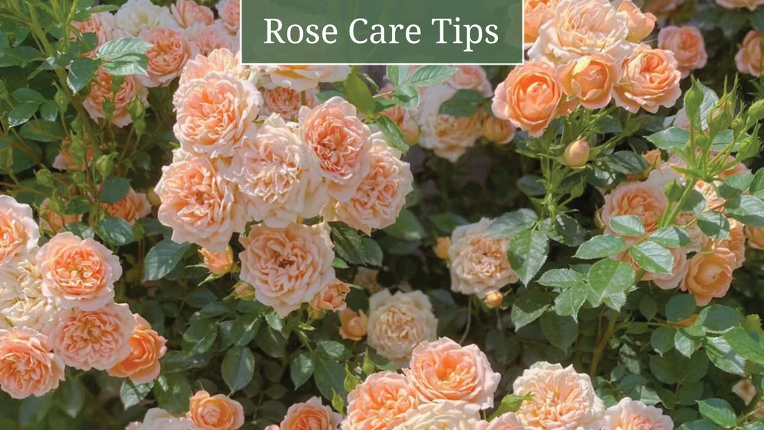 Essential Rose Care Tips for a Flourishing Garden