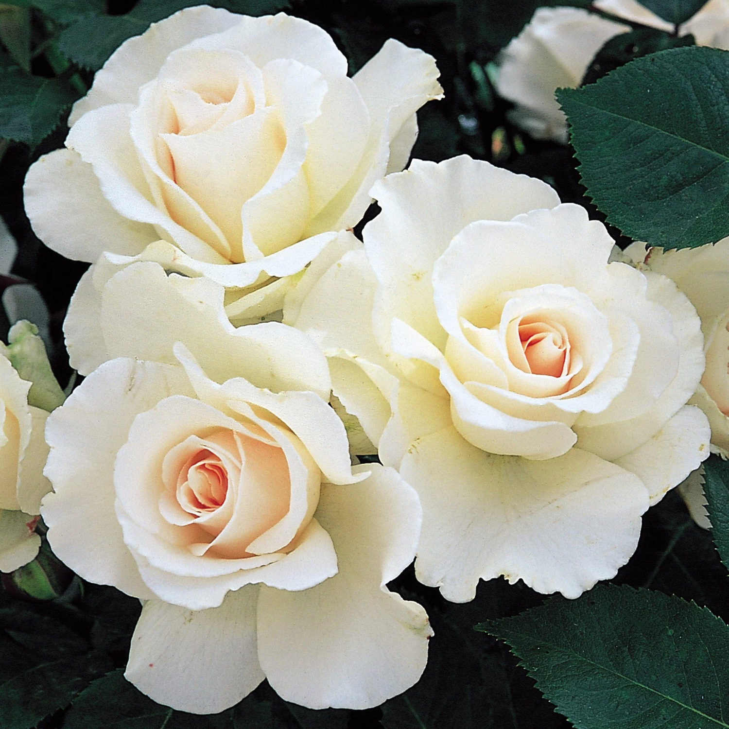 Floribunda Roses