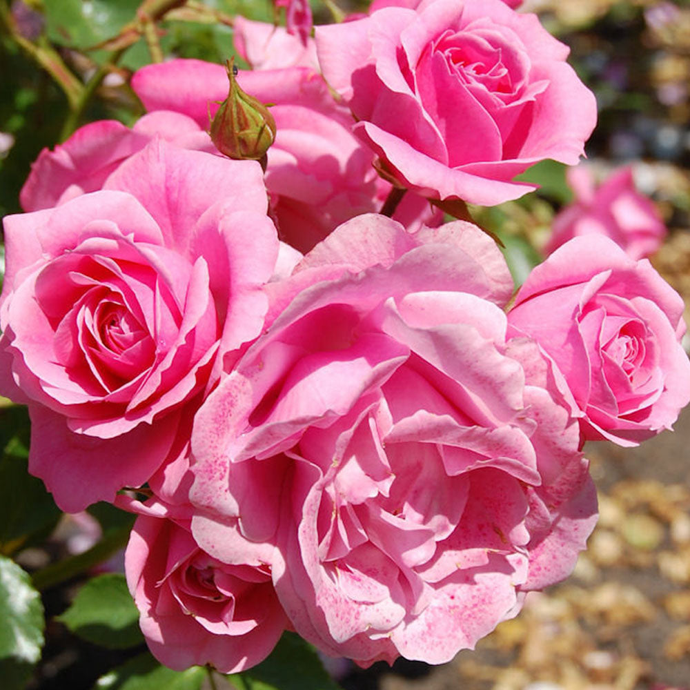 Climbing Roses