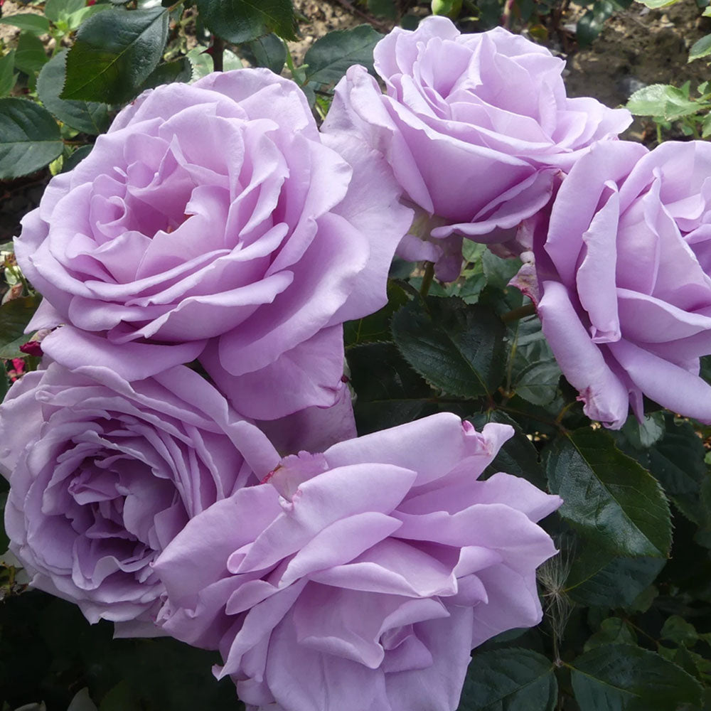 Hybrid Tea Roses