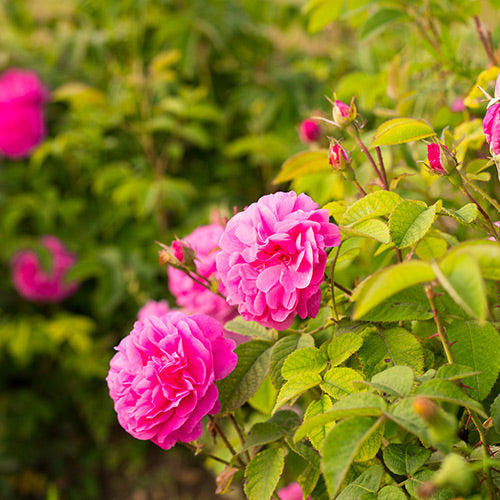 Rose Plants UK | Buy Bare Root & Potted Roses Online – Harringtons Roses