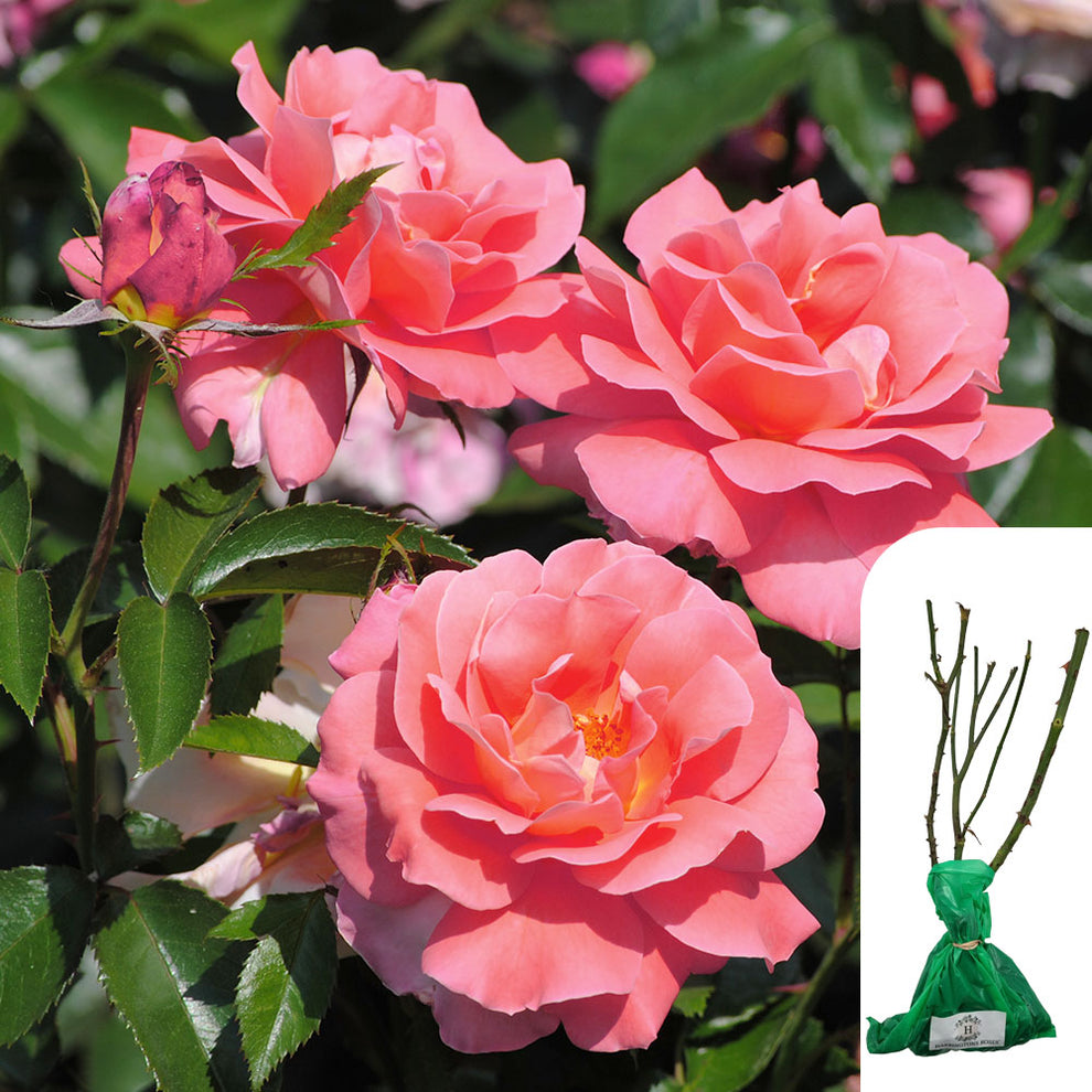 Fragrant Delight Floribunda Rose - Lush Pink with Sweet Fragrance ...