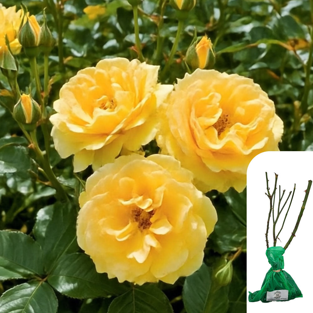 Rosa Absolutely Fabulous