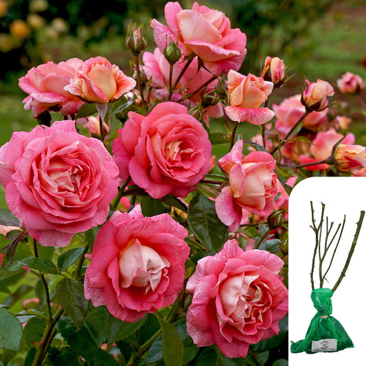 Rosa Silver Jubilee