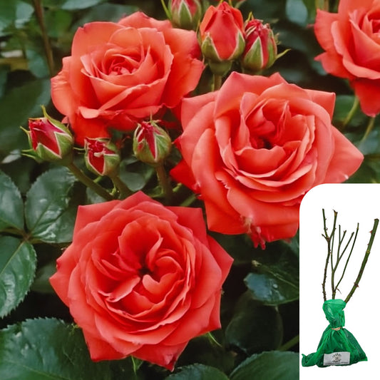 Rosa Orange Sensation