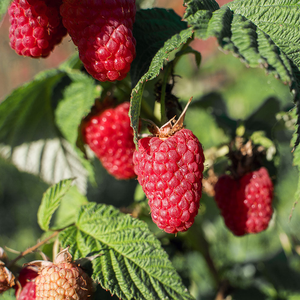 Raspberry 'Tulameen'