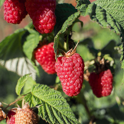 Raspberry 'Tulameen'
