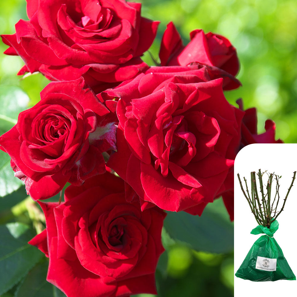 'Ena Harkness' Rose