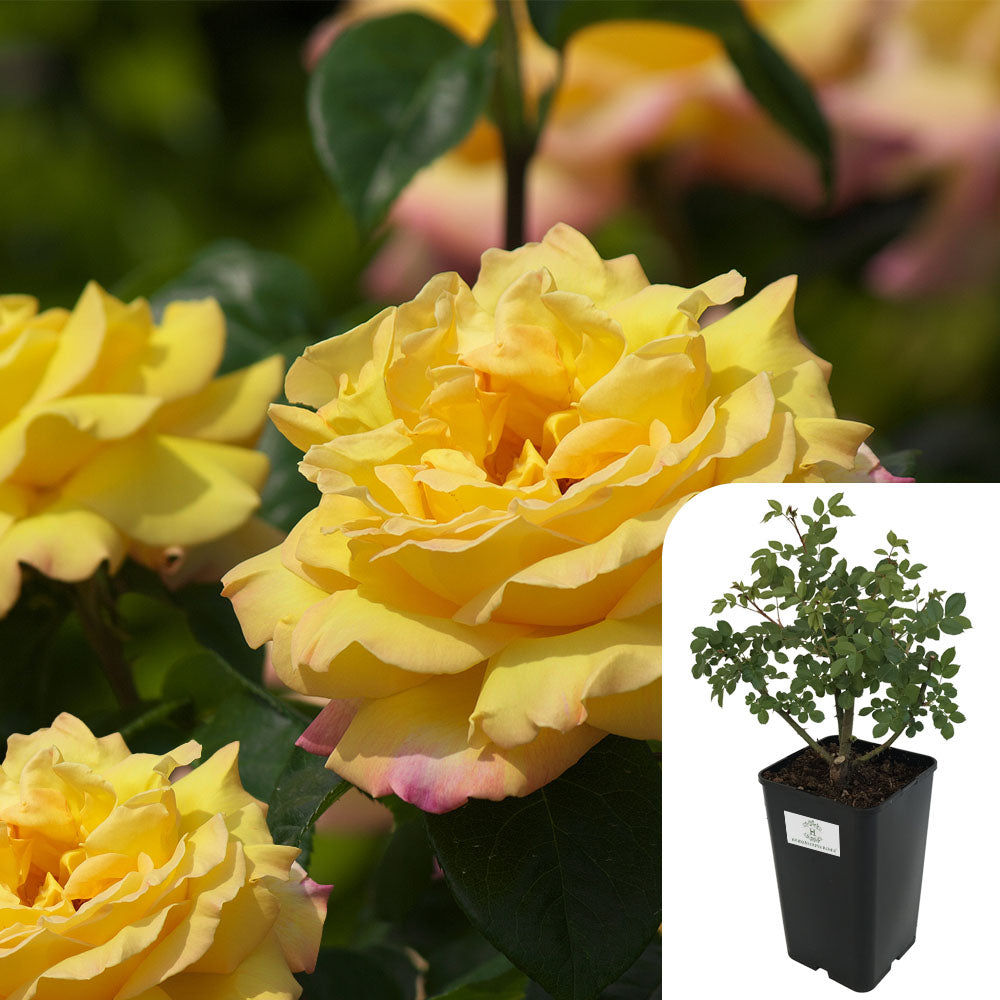Rosa 'Especially for You'