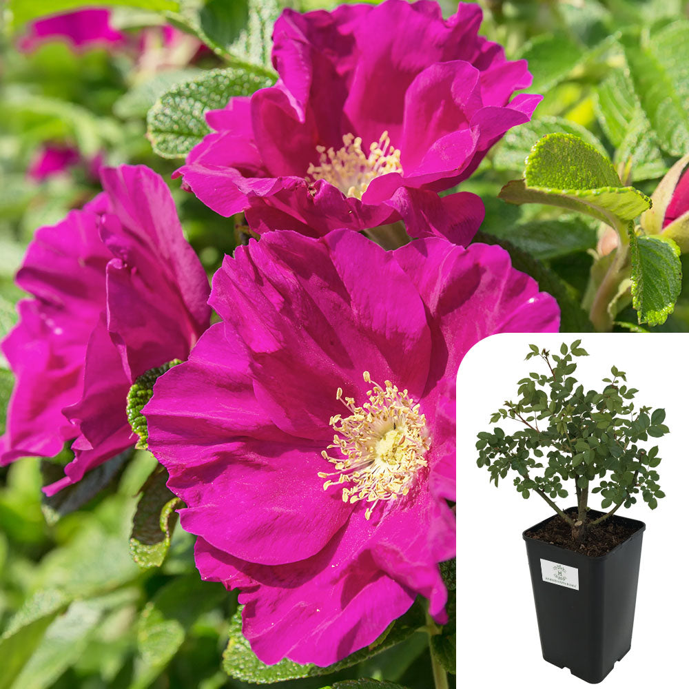 Rosa Rugosa Deep Pink