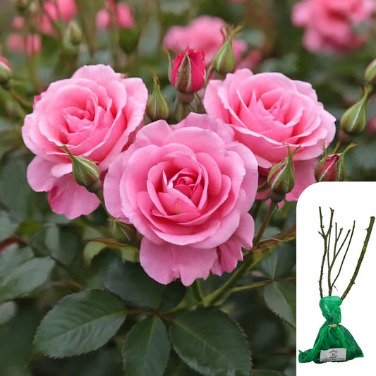 Rosa As Good As It Gets