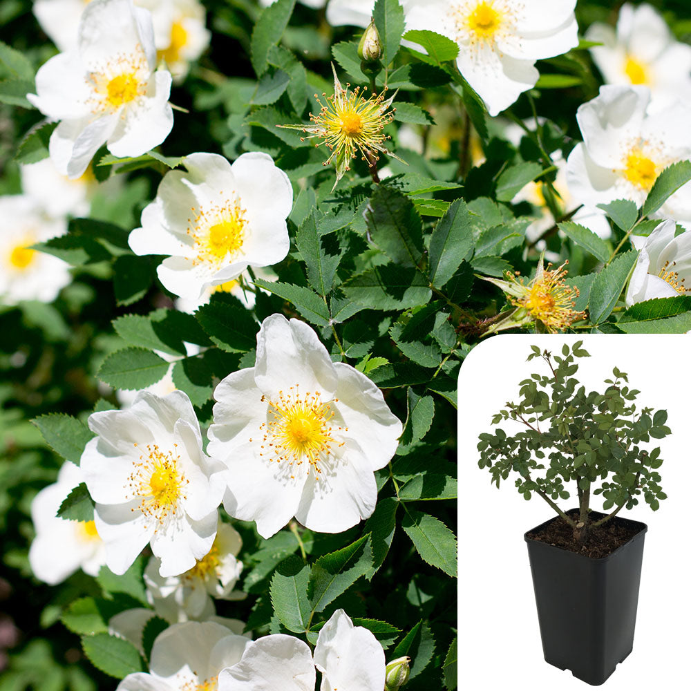 Rosa Rugosa Alba