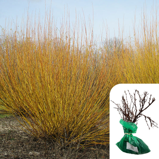 Cornus Stolonifera Flaviramea