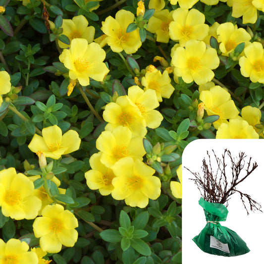 Rosa Potentilla Goldfinger