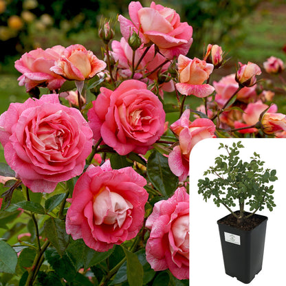 Rosa Silver Jubilee