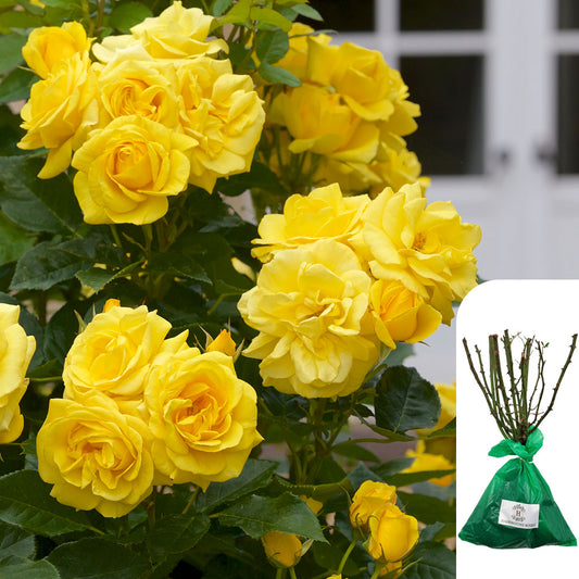 Golden Showers Rose