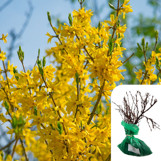 Rosa Forsythia intermedia 'Spectabilis'