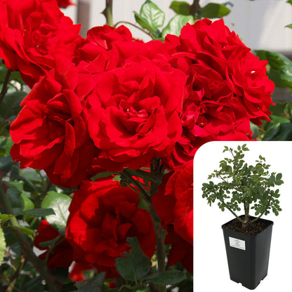 Rosa Trumpeter