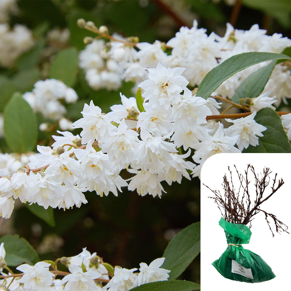 Rosa Deutzia Scabia