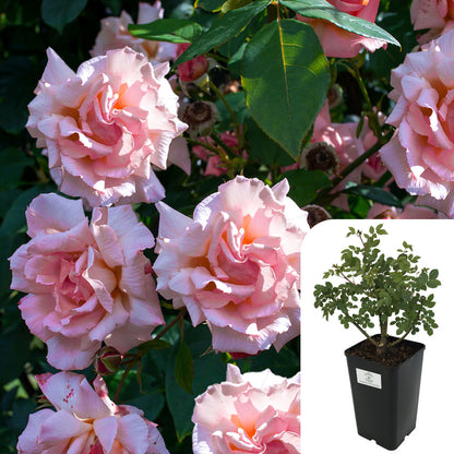 'Albertine' Rose