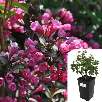 Rosa 'Weigela florida Foliis Purpureis'