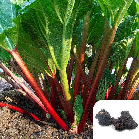 Rhubarb Timperley Early