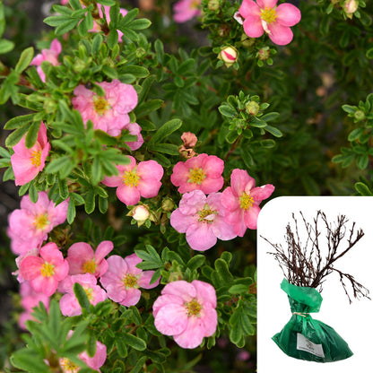 Rosa Potentilla Fruticosa Pink Beauty