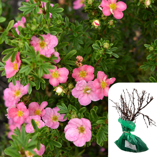 Rosa Potentilla Fruticosa Pink Beauty