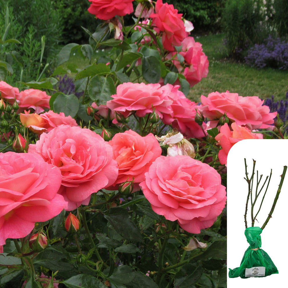 Main Rose Rosa 'Special Anniversary' - RHS Award-Winning Pink English Rose ...
