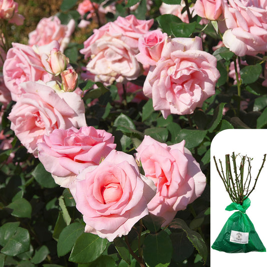 Compassion Rose