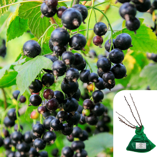 Blackcurrant Ben Lomond