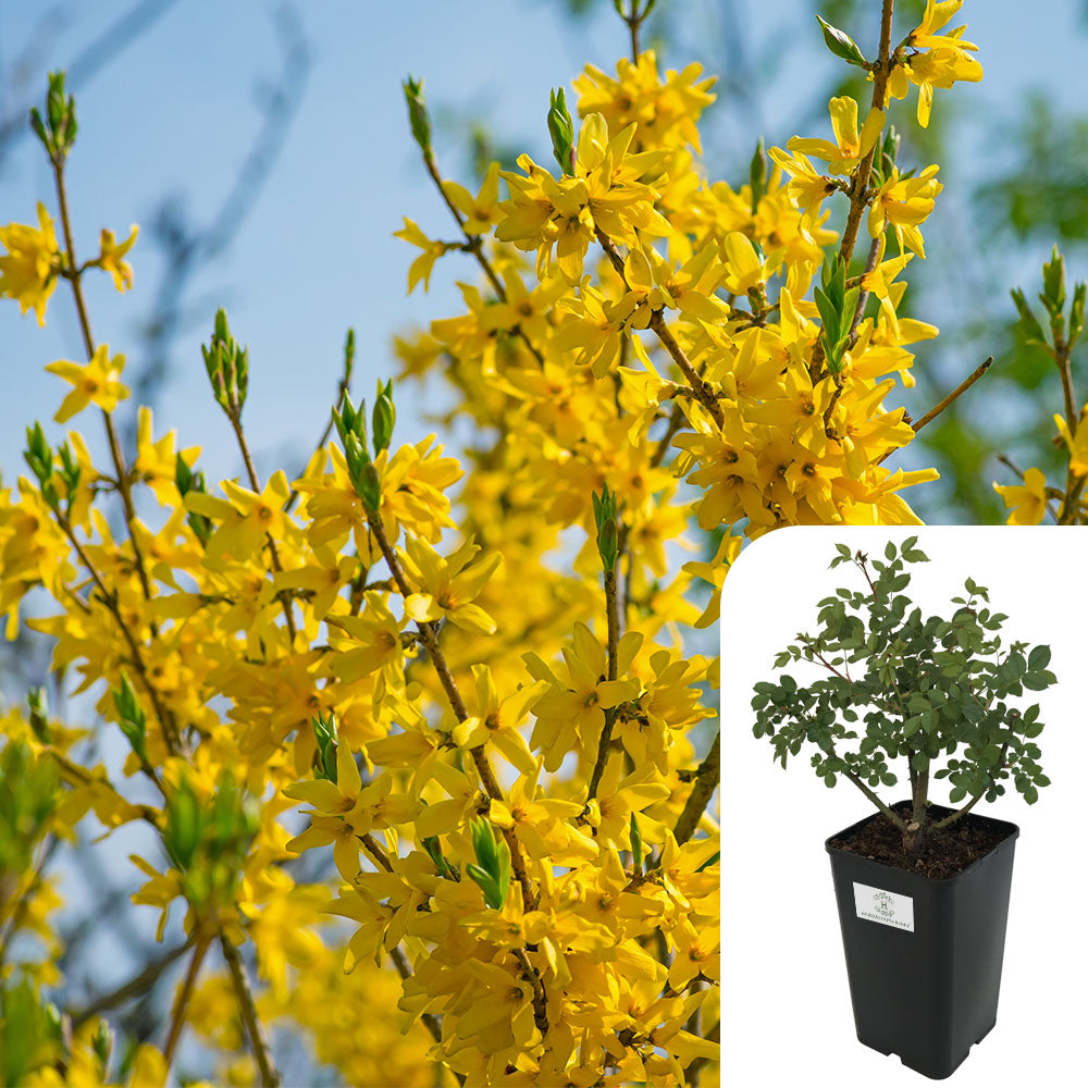 Rosa Forsythia intermedia 'Spectabilis'