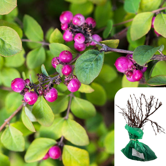 Rosa Symphoricarpos Chenaultii