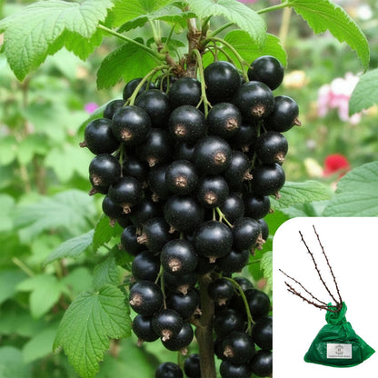 Blackcurrant Ben Nevis