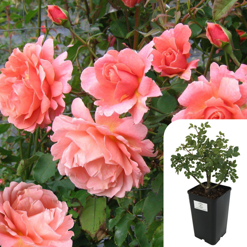 Rosa Blessings