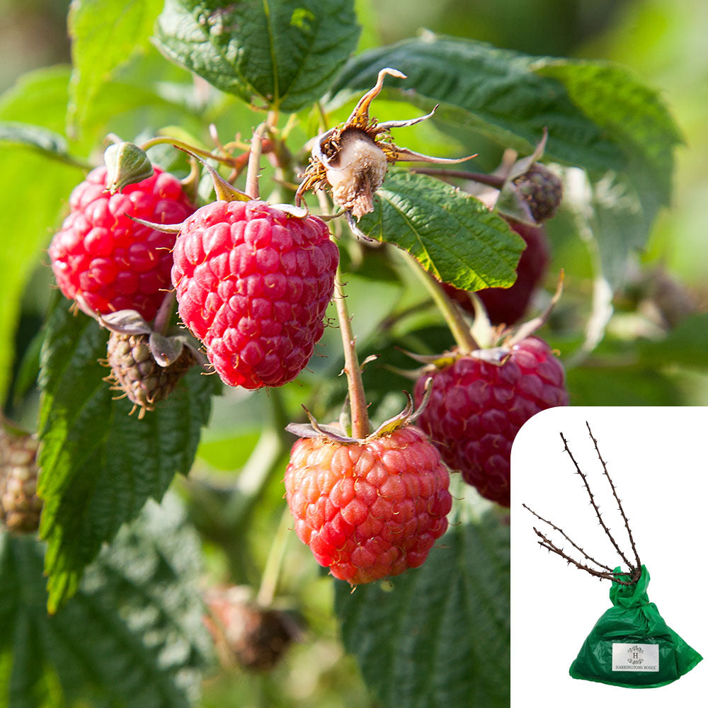 Raspberry ‘Autumn Bliss'