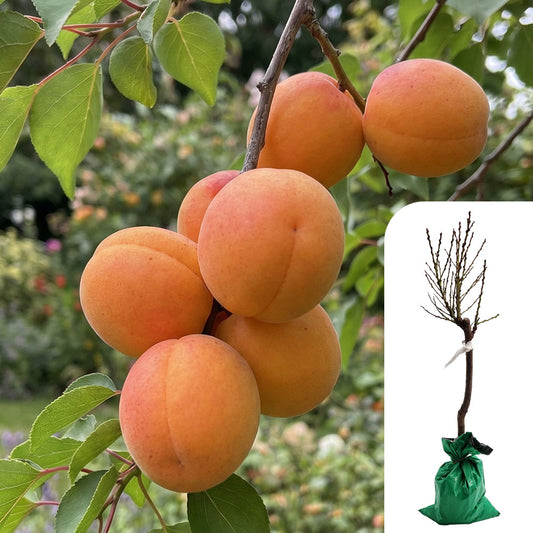 Patio Apricot Tree
